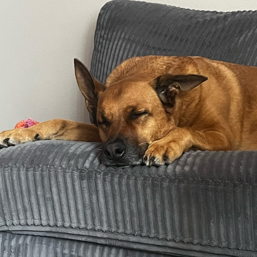 Meet your Posher, Dan